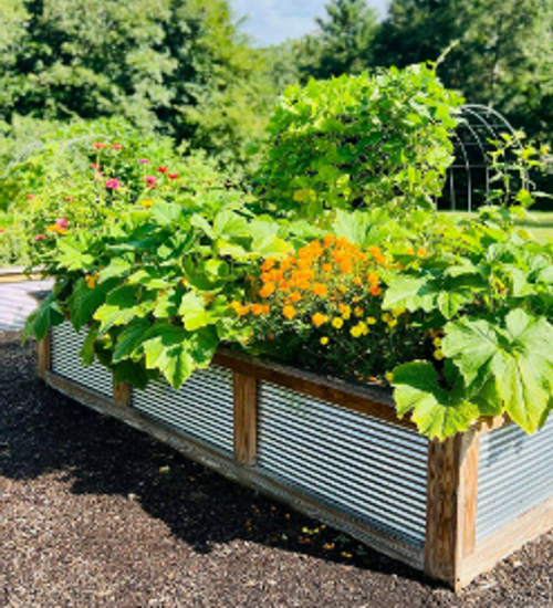 Raised bed with vegetables growing